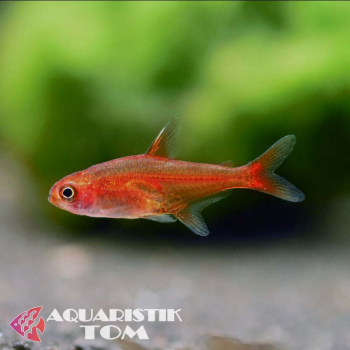 Preview: Feuersalmler / Funkensalmler, Hyphessobrycon amandae XL
